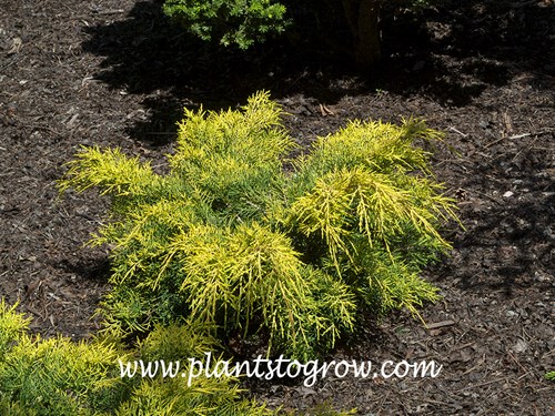 Old Gold Juniper (Juniperus)